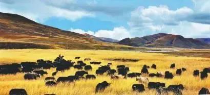 四川日报甘孜县,四川日报甘孜