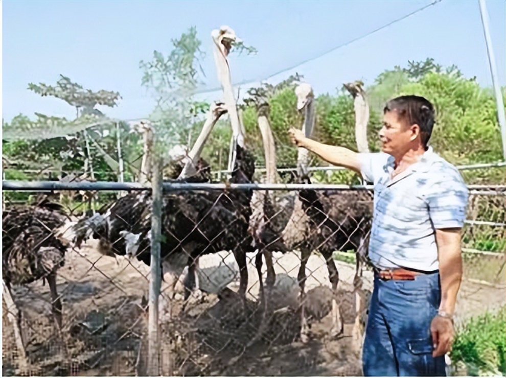 国外鸵鸟养殖前景如何,鸵鸟怎么养才能更好更赚钱