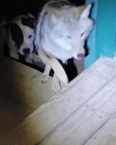 笑死！狗子天天往家里带狼，大叔从害怕到麻木，到最后来者是客