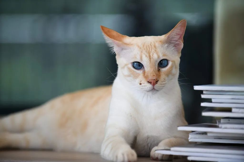 养猫两年你花了多少钱,养猫两年囤了一堆梳子