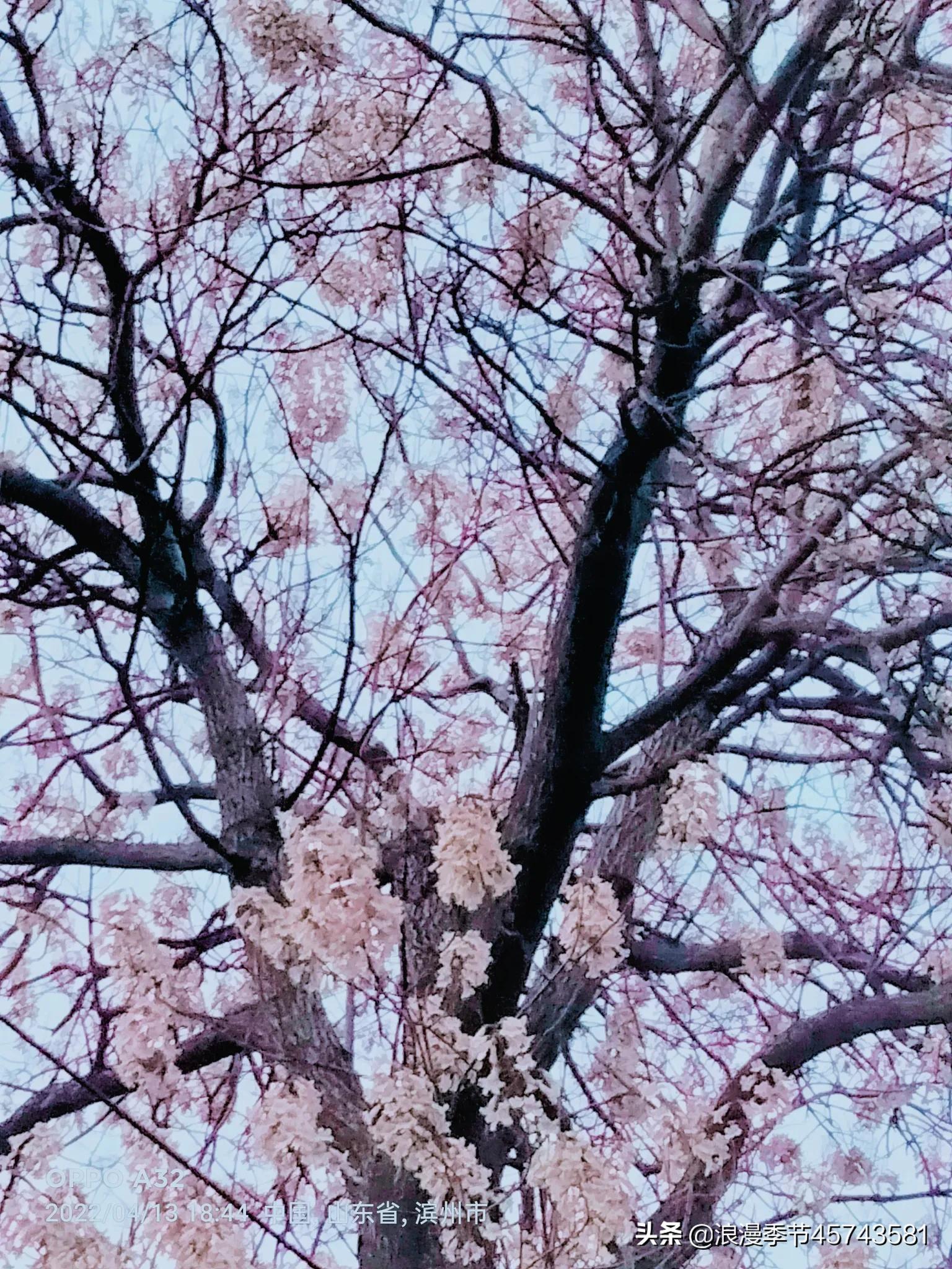 在开满落满花香的岁月「散文」