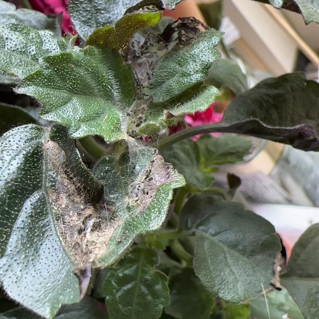 怎么治理花卉小飞虫的方法,花卉驱小飞虫妙招