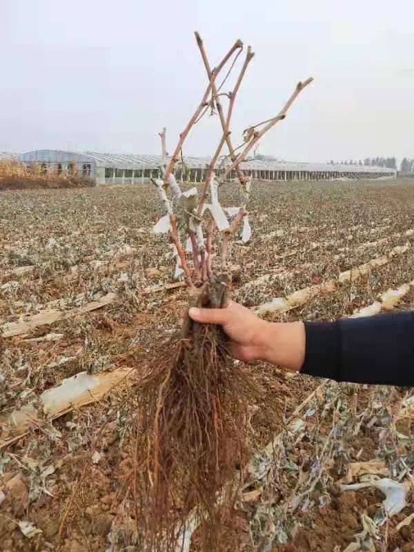 如何种葡萄苗才能提高存活率,葡萄苗发了芽存活率高吗