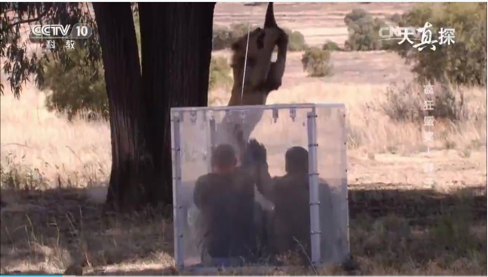 两个外国人吃狮子,两个外国人挑战被各种生物咬