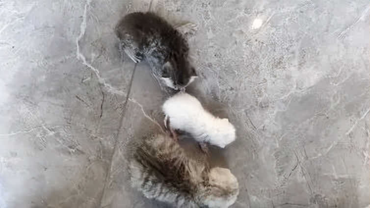 猫咪外出回来总是小心翼翼的,猫咪出走三个月后回来大变样