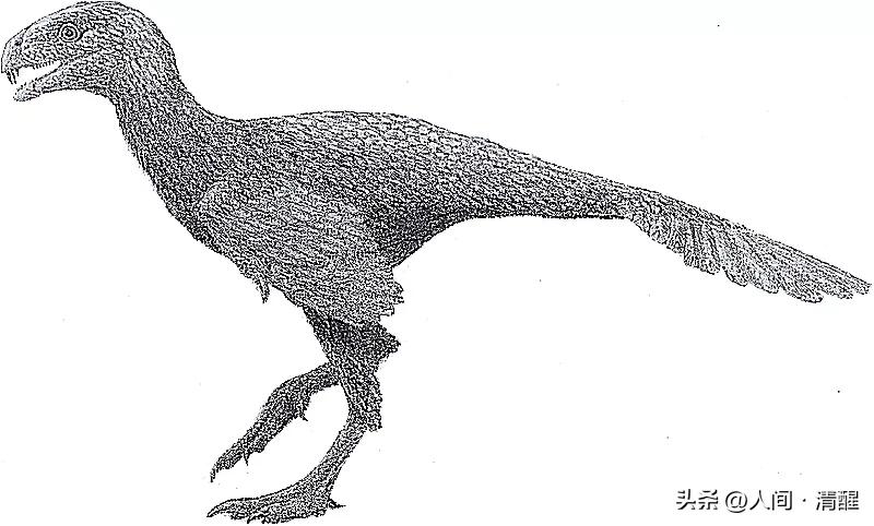 有翅膀的恐龙大全有图片有名字,带羽毛的恐龙名字及图片