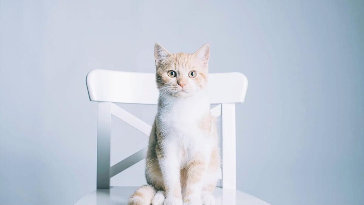 猫咪认主,猫咪判断有没有毛球