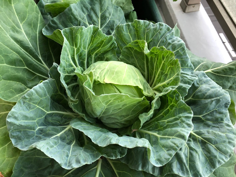 春天快到了。治愈的阳台菜园计划｜白鸟久美子的手工生活