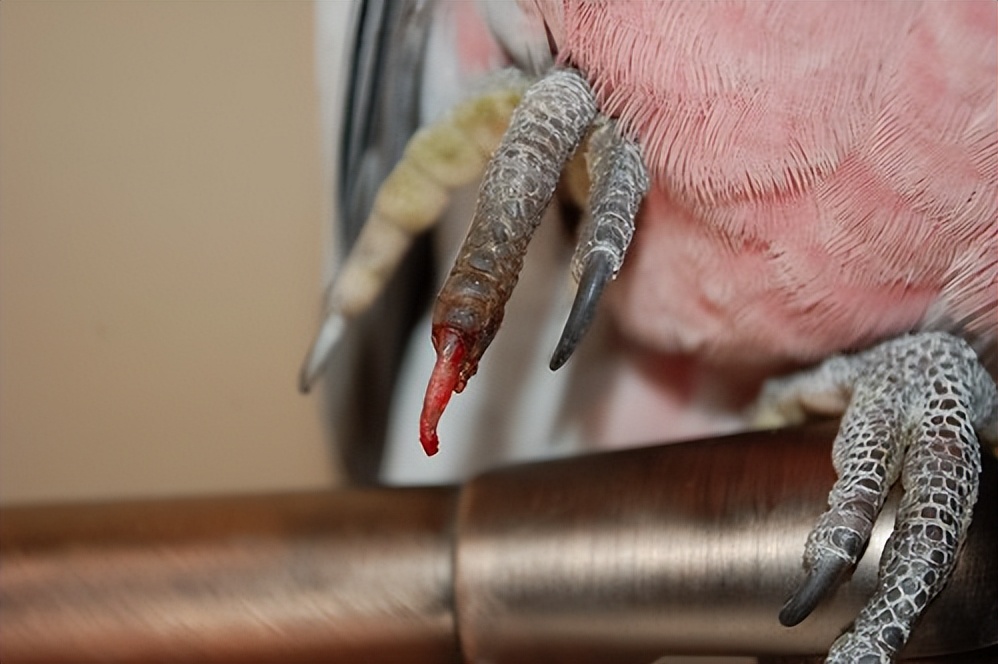 鹦鹉爪子骨折会自愈吗,牡丹鹦鹉骨折吃什么药