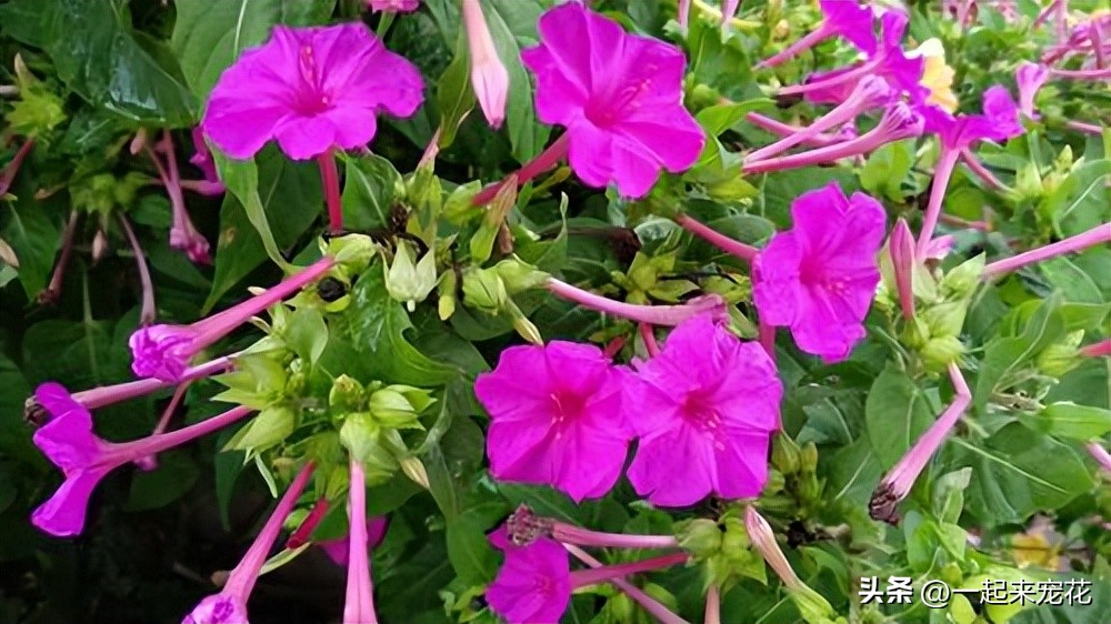 最适合新手养的4种花漂亮极了,新手适合养的10种花花期长