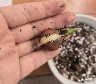 荷兰的国花郁金香有多少种,荷兰郁金香重瓣