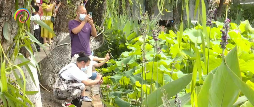 精心打扮出去拍照,大观公园荷花拍照技巧