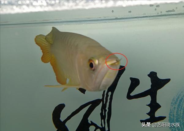 龙鱼怎样有助于长胡须,龙鱼怎么才能鳞片发亮