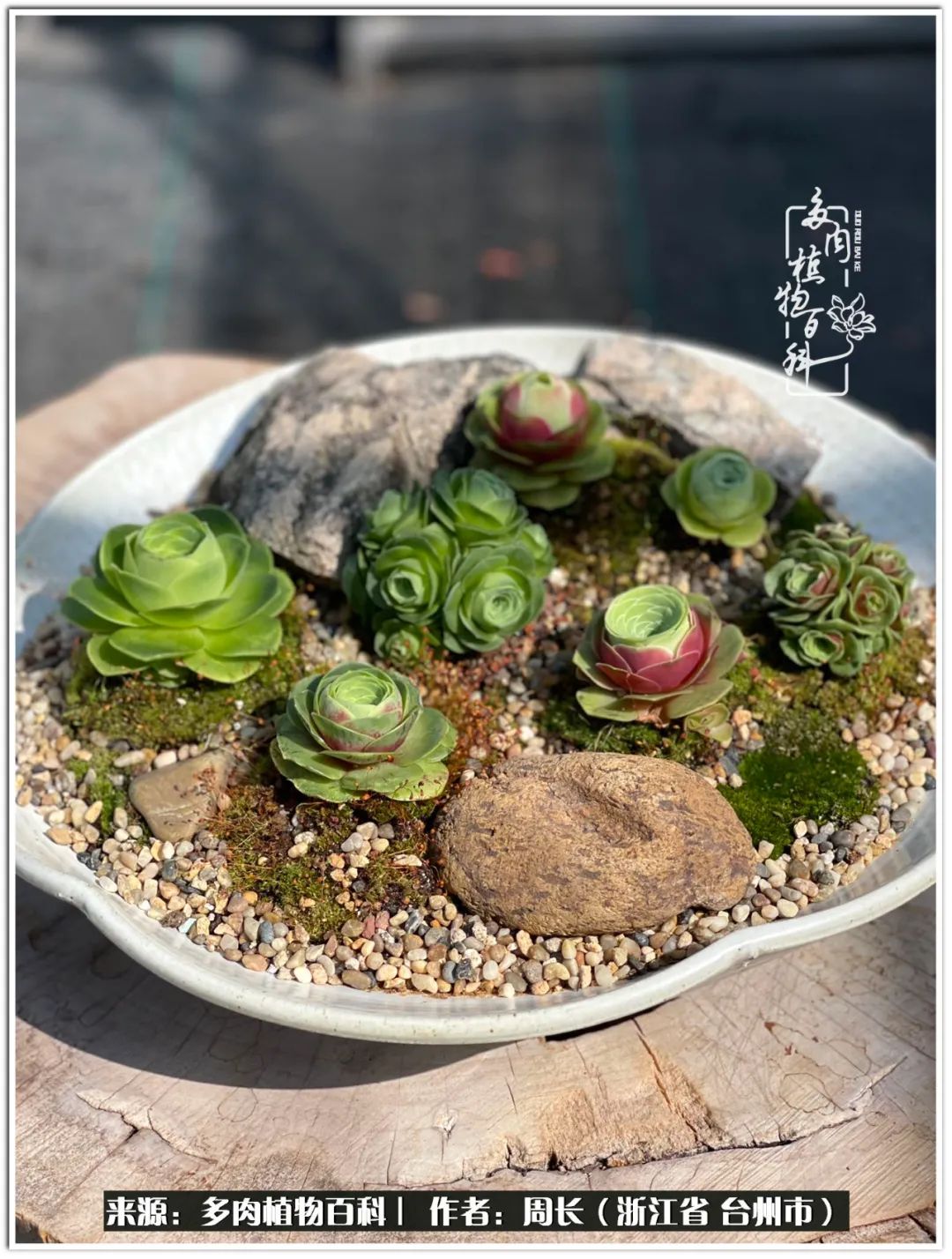 多肉拼盘新手入门,多肉拼盘说说