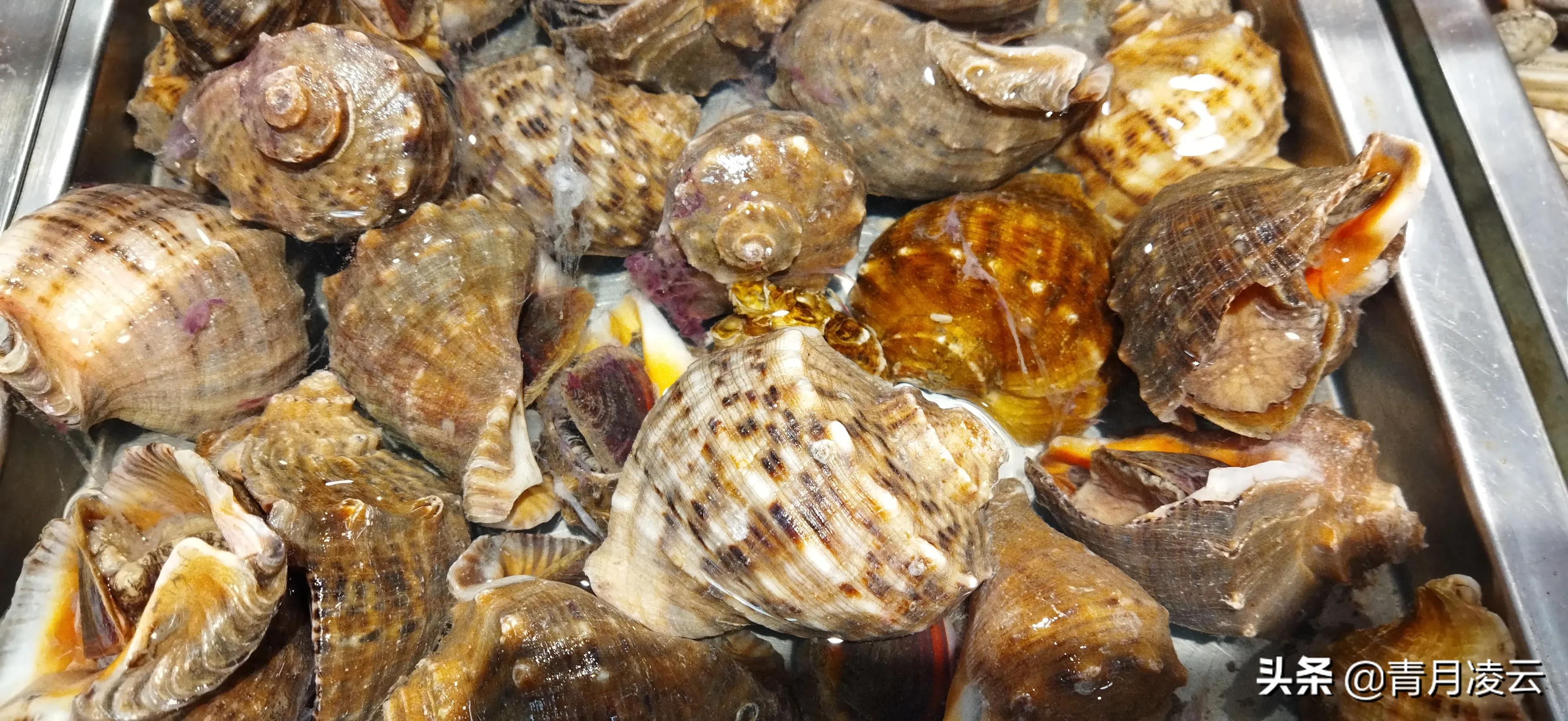 海鲜市场常见海产品图鉴,海鲜市场常见海产品图鉴表图例