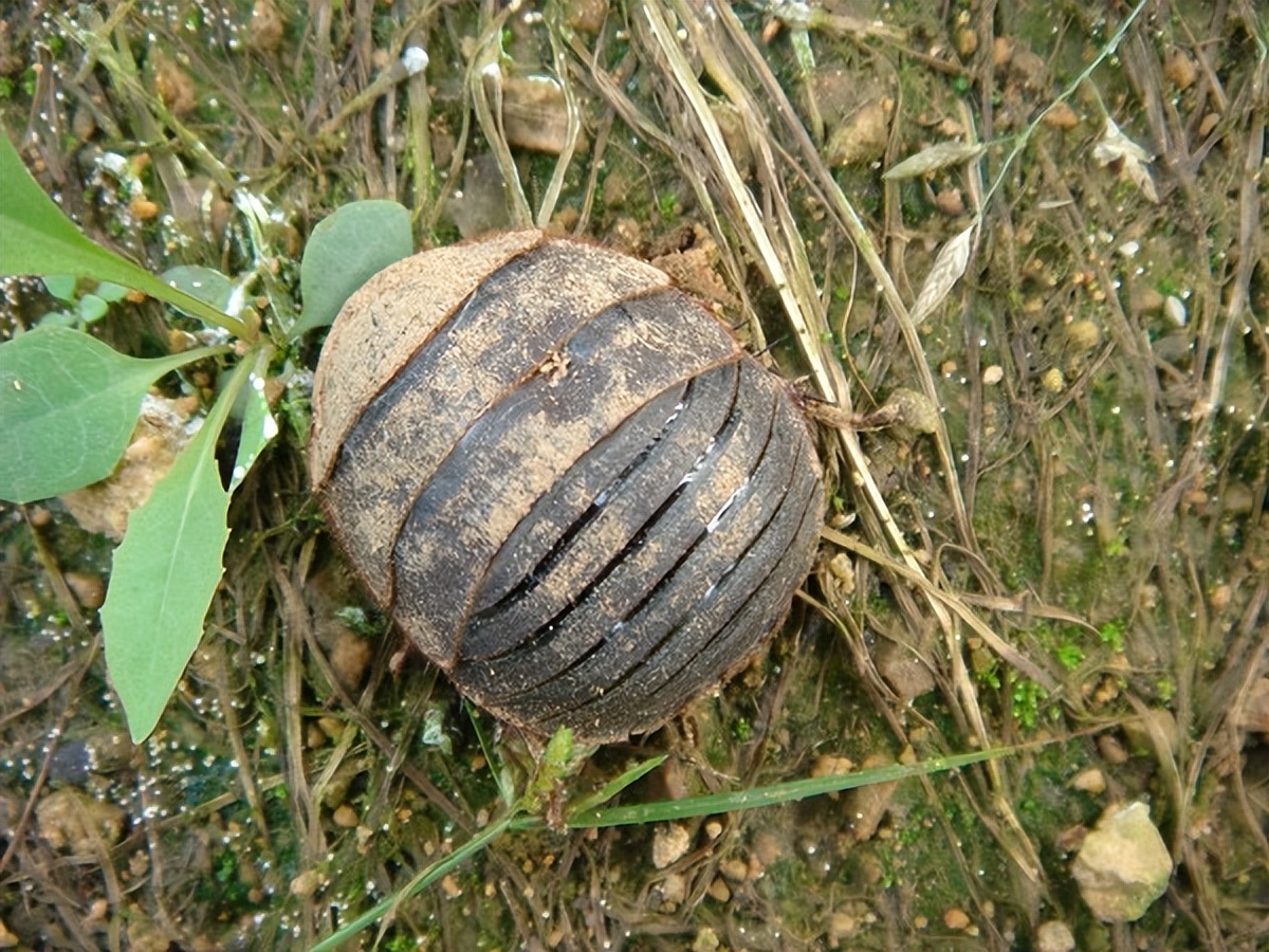观音虫价格,观音虫是什么虫