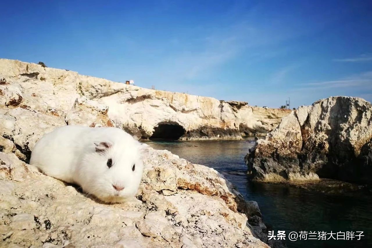 荷兰猪需要剪牙齿吗,荷兰猪里面的牙怎么磨