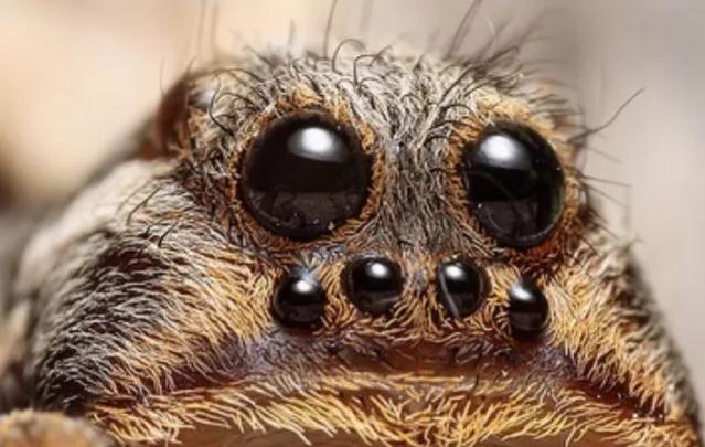 显微镜下的十大生物,显微镜下看到的各种不同样的生物