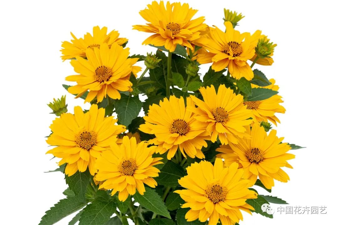 鑺卞崏鍝佺灞曠ず,鏂颁紭鑺卞崏鍝佺灞曠ず