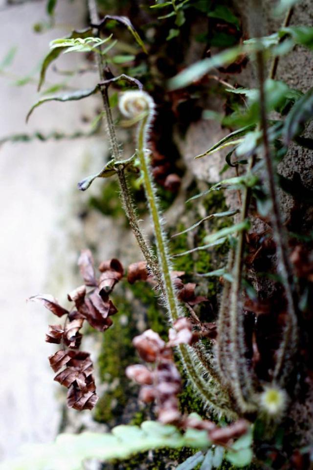 农村种植一千斤姜种能收多少斤姜,在农村种一亩生姜能赚钱吗