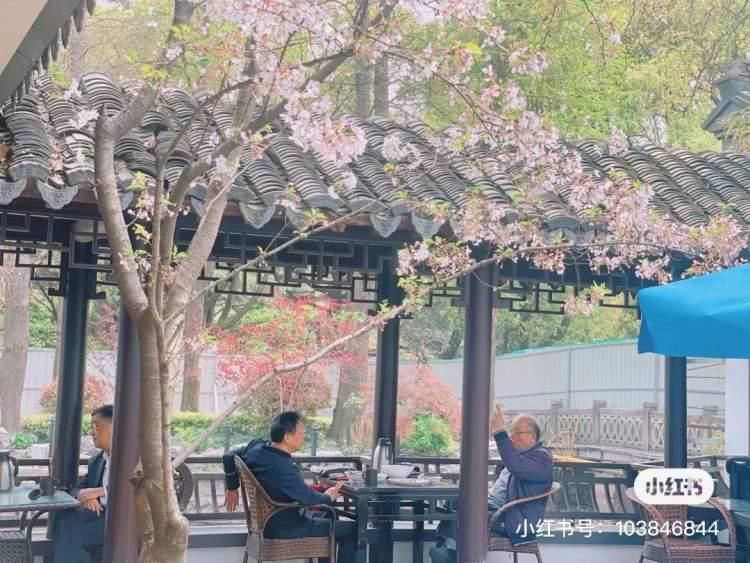 虹口公园美食,虹口可以看樱花的餐厅