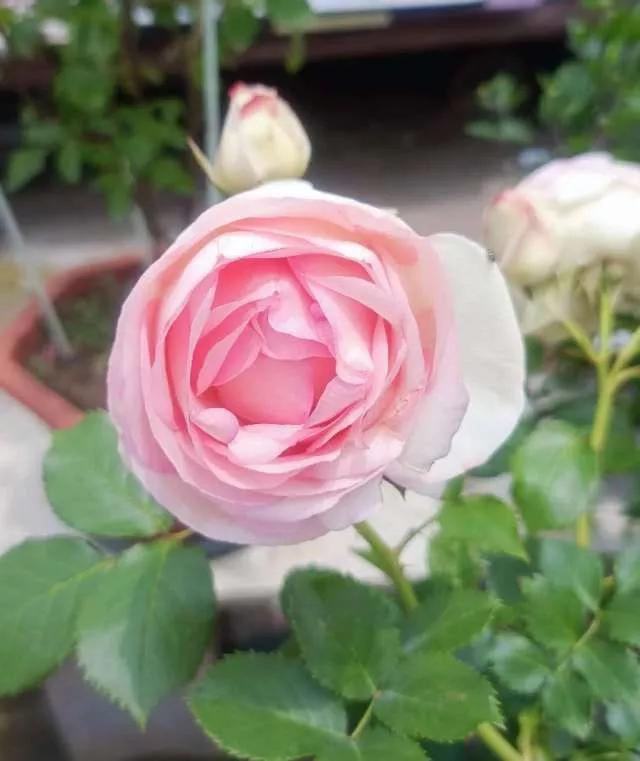 月季品种醉花,月季品种大全及图片欣赏