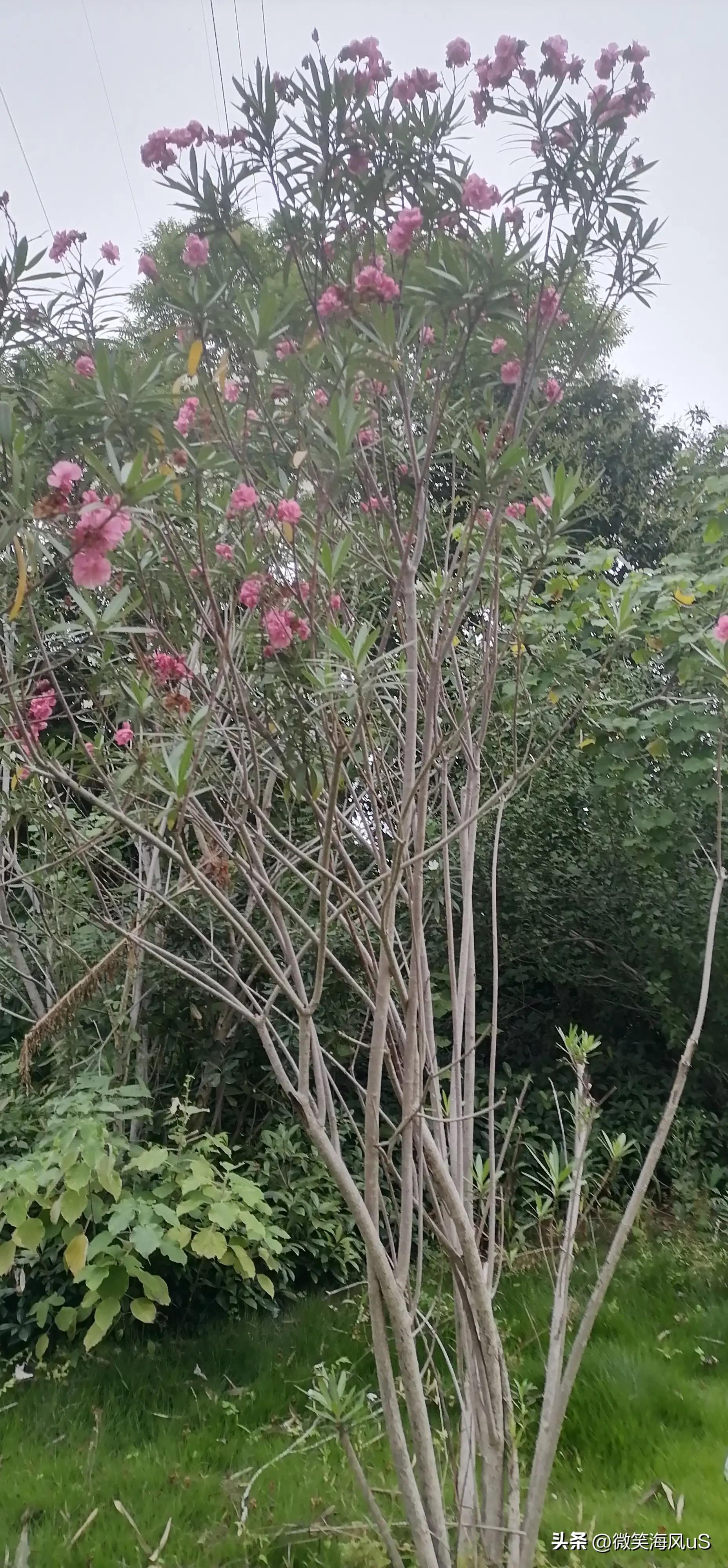 夹竹桃作品图片大全,夹竹桃花小说