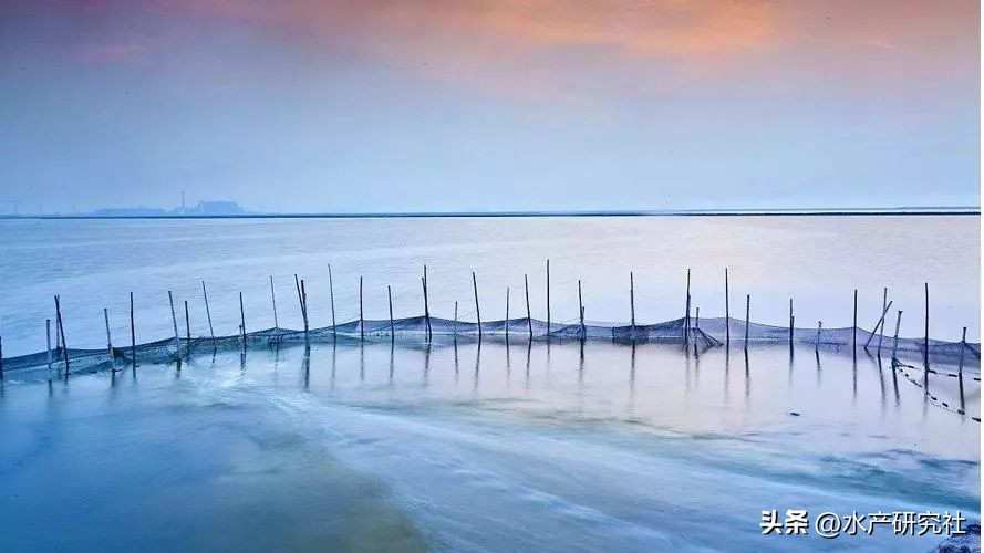 细菌性烂鳃和病毒性烂鳃区别,细菌性烂鳃和寄生虫性烂鳃的区别