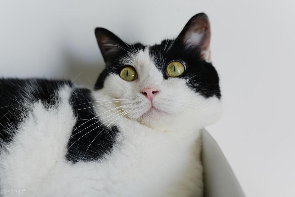 奶牛猫和哪些猫咪的品种相处得好,奶牛猫和狸猫的优缺点