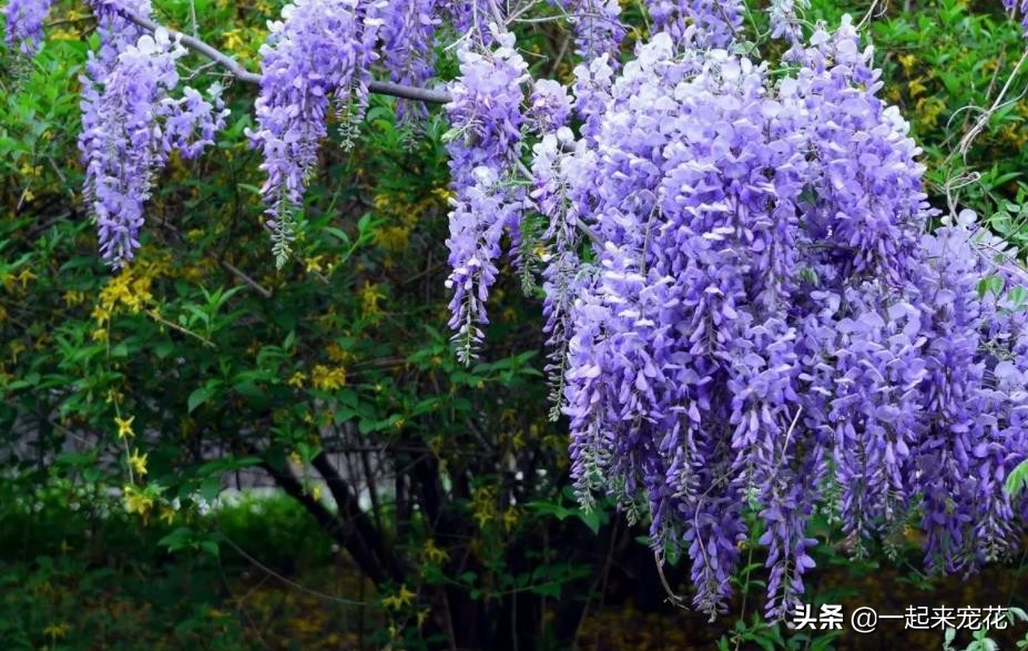 寓意好的盆栽花推荐,十大盆栽名贵花树