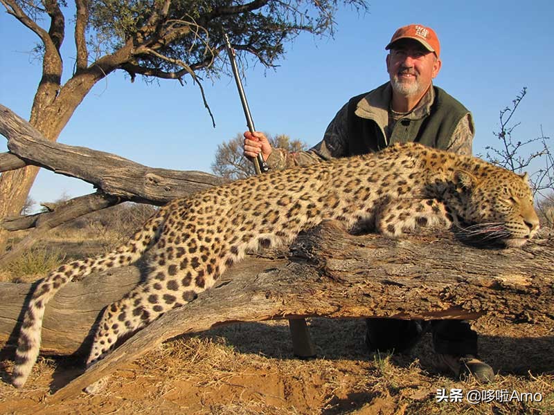 金钱豹动物科普介绍,金钱豹科普