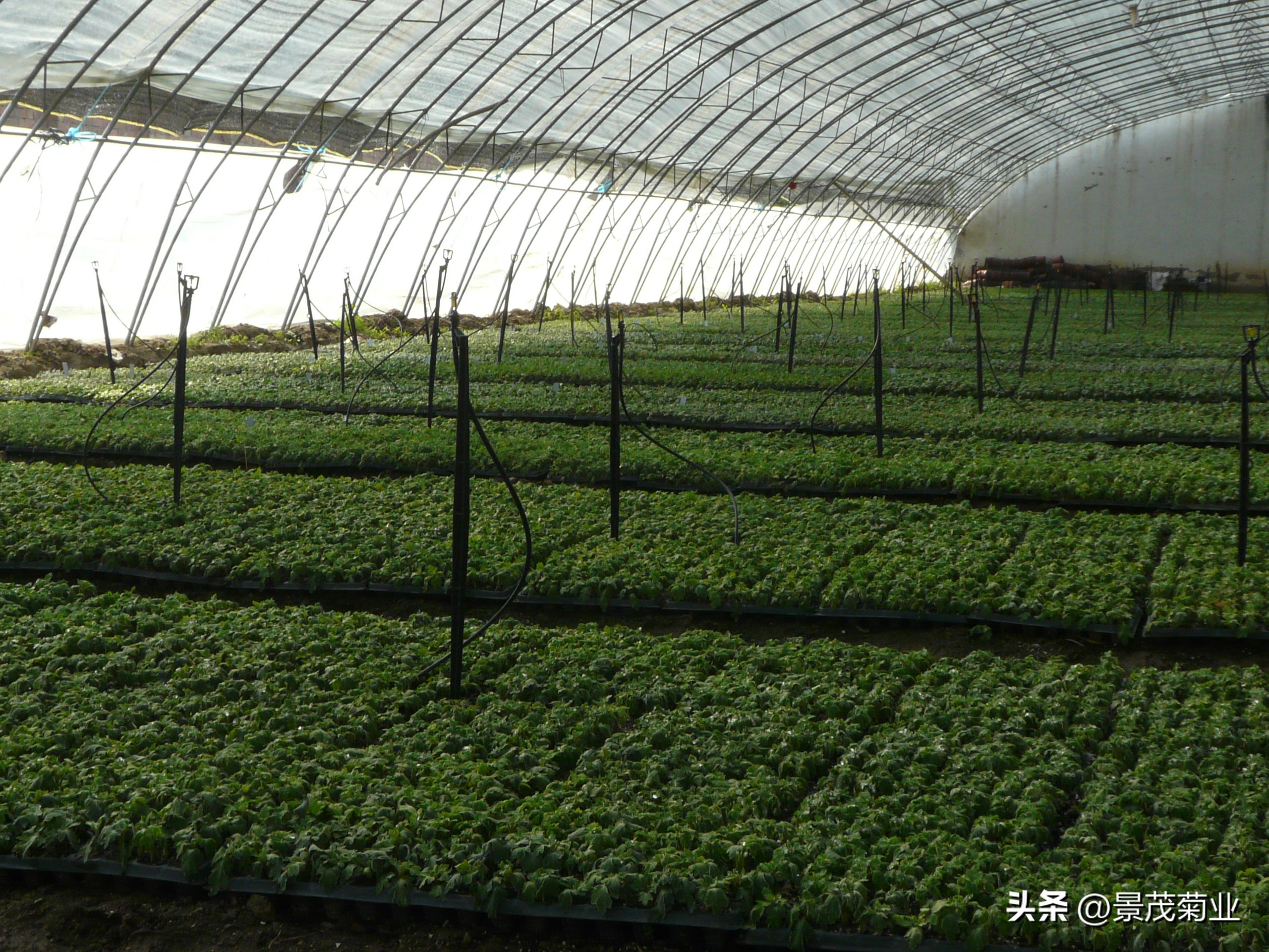 菊花苗扦插浇水要天天浇吗,菊花浇水方法视频教程