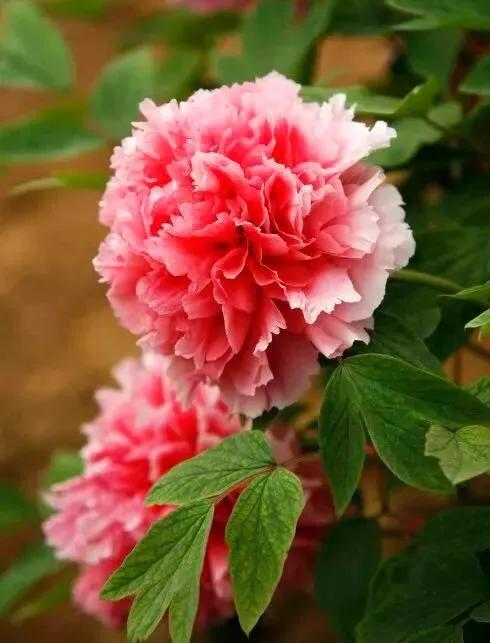 这二十幅极品花卉越看越醉,超好看又耐看的花卉图