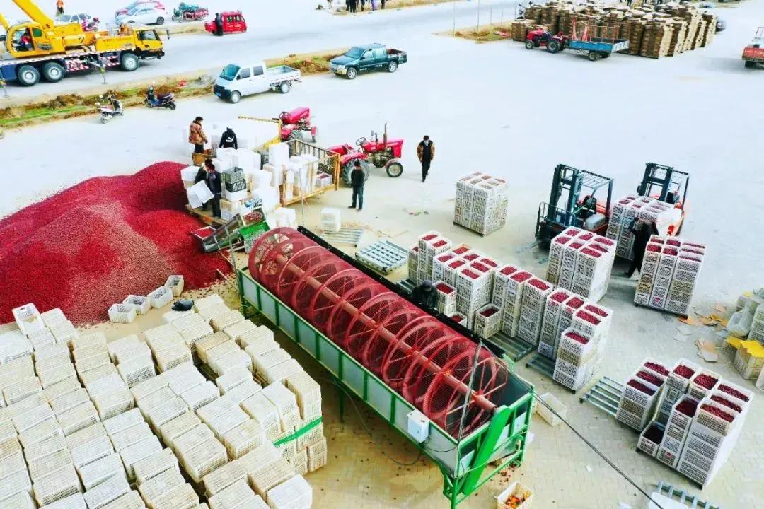 沙漠变绿洲是怎么做到的,把沙漠变成肥沃的土地