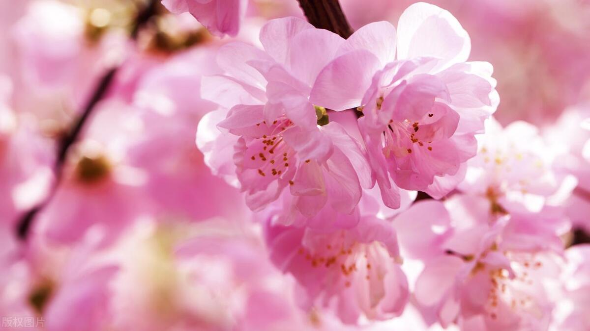 妍字取名笔画,妍妍取名字