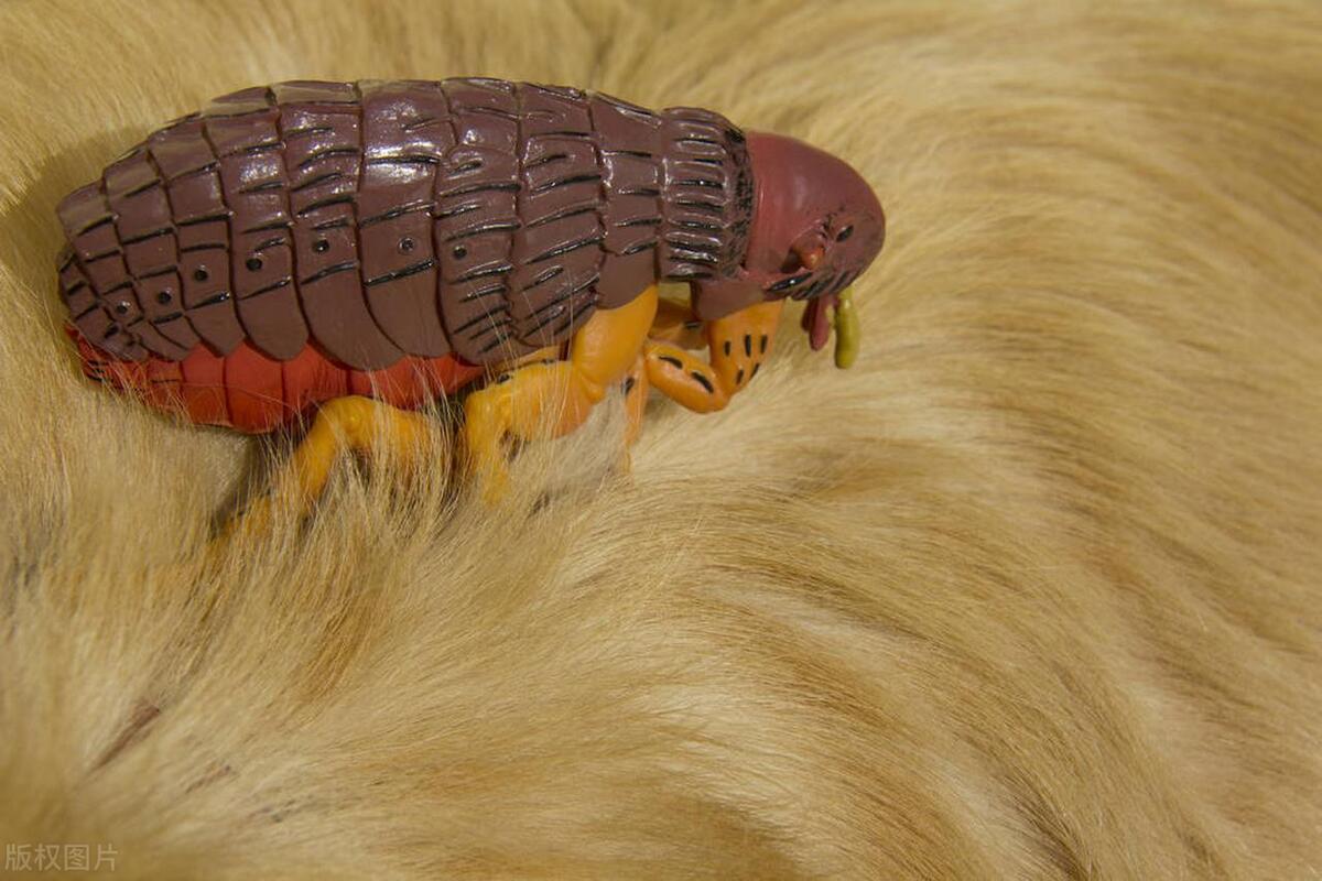 跳蚤药杀死跳蚤还是驱赶跳蚤,家里有跳蚤怎么彻底消除跳蚤咬