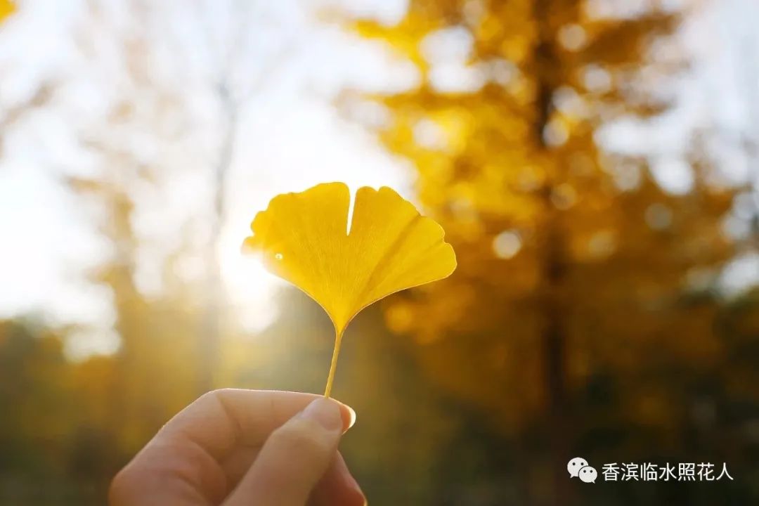 奋斗成就梦想作文500字以上,奋斗成就梦想初中作文