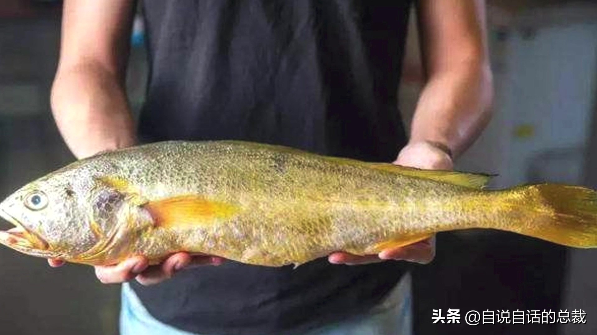 目前野生大黄鱼为什么这么贵,大黄鱼最贵价格多少钱一斤