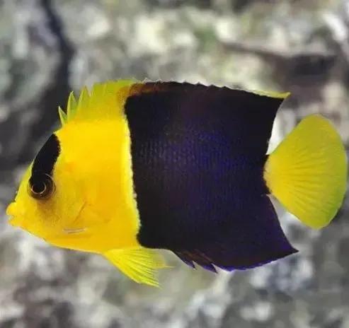 各种漂亮鱼的名称及图片,漂亮可爱的海水观赏鱼