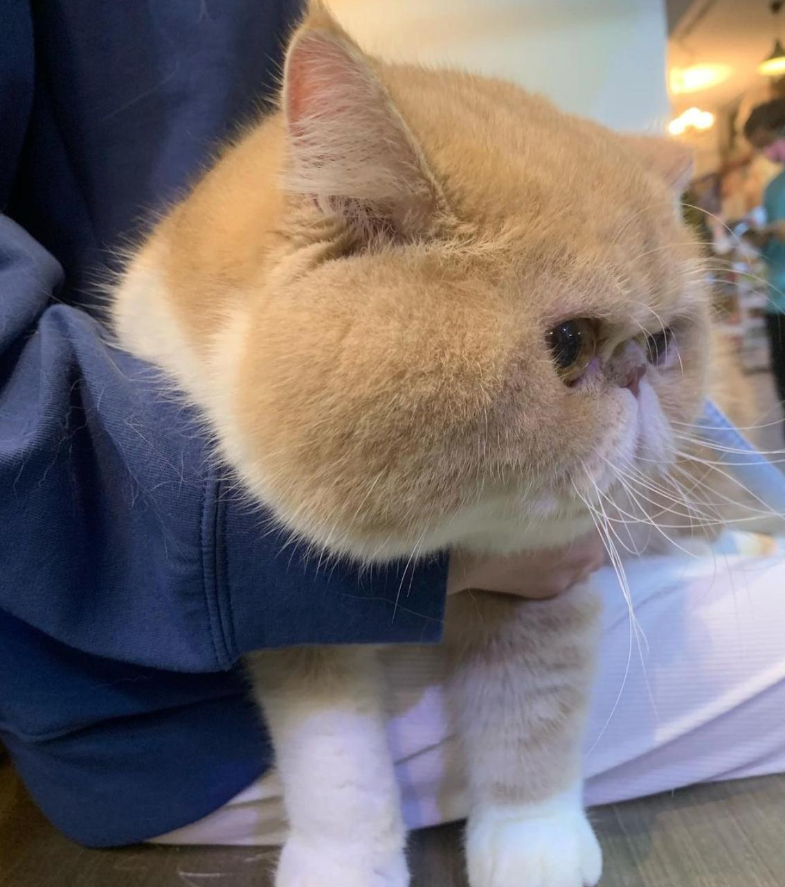 猫咪买什么品种的最好,宠物猫怎么挑选好的猫粮呢