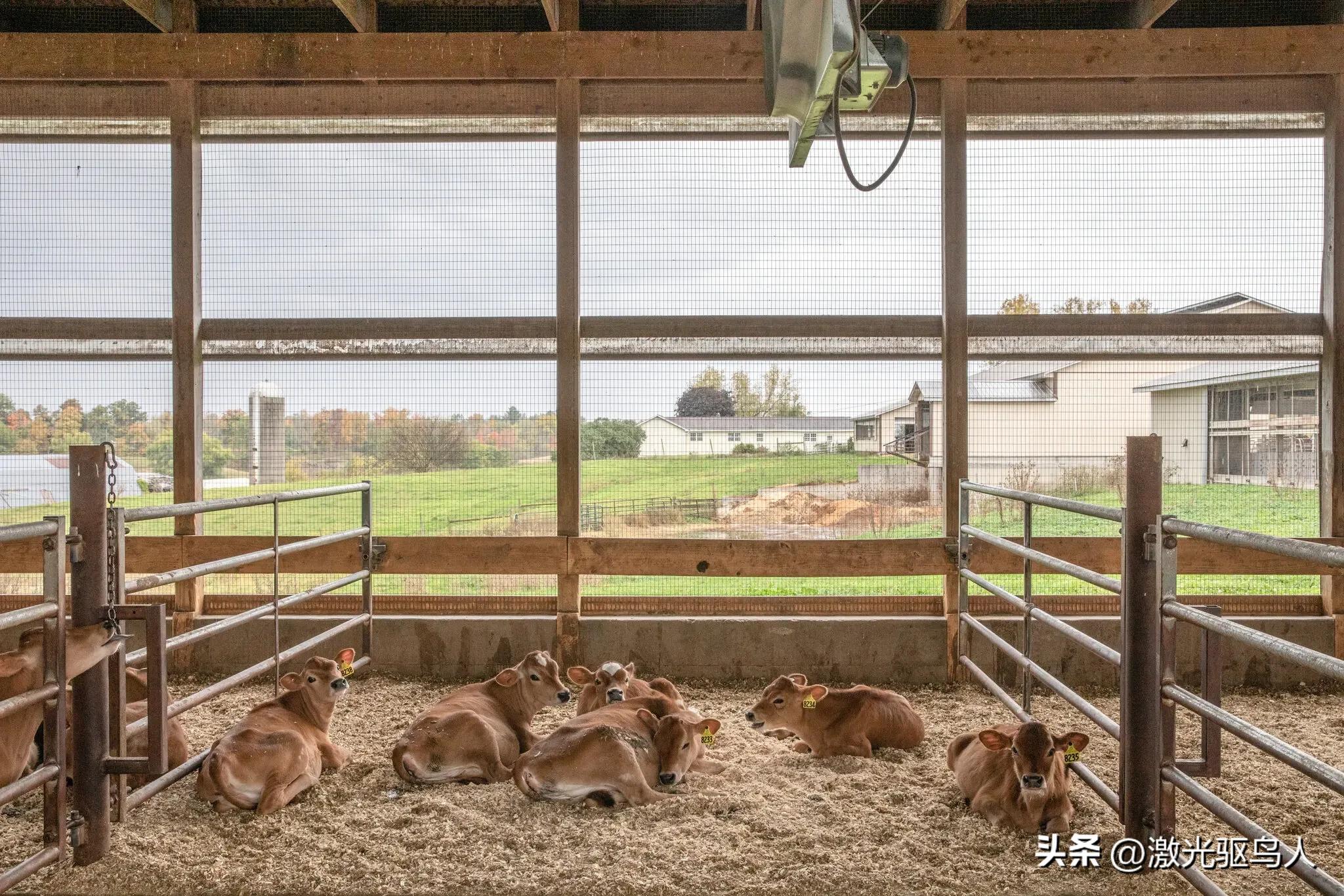 奶牛一生的辛酸悲惨史,奶牛场对待奶牛残暴吗