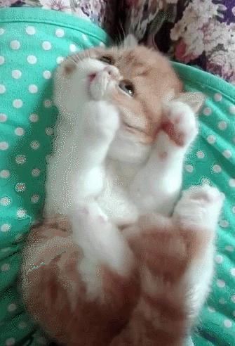 加菲猫屁屁总是带便便,加菲猫的便便什么样