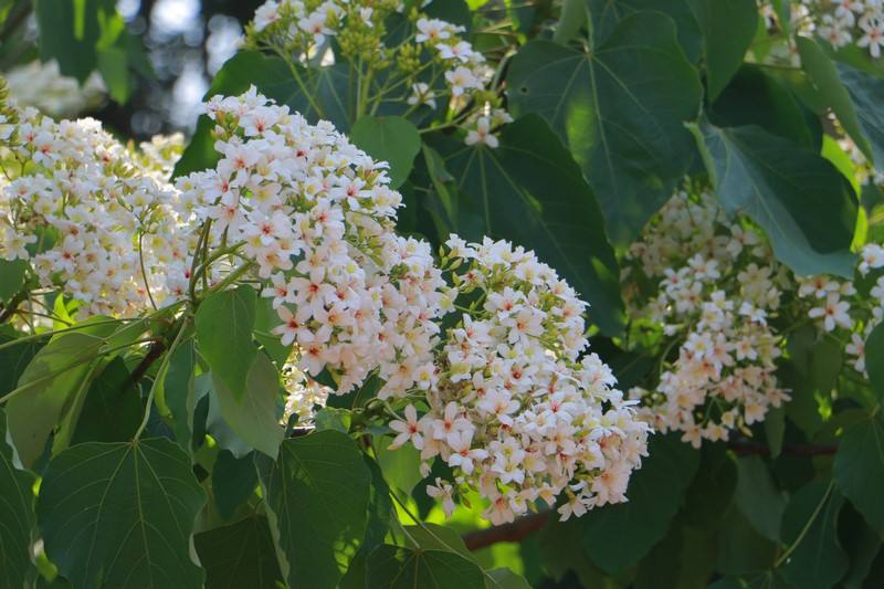 乡土散文合欢花,桐花时节散文