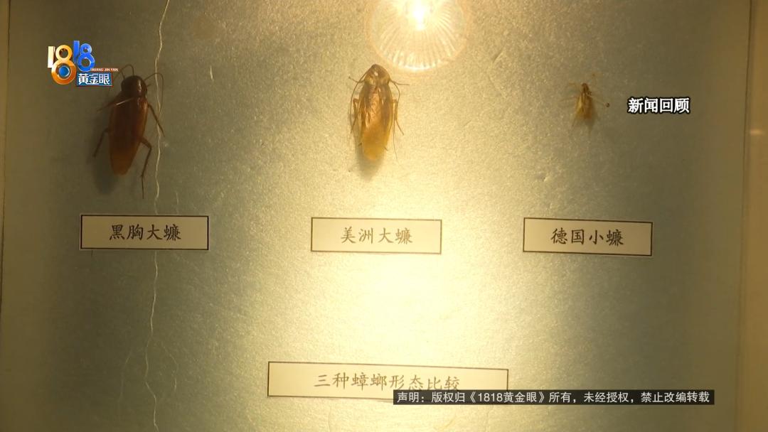 他发现了“一根须”，拉出来后发现......