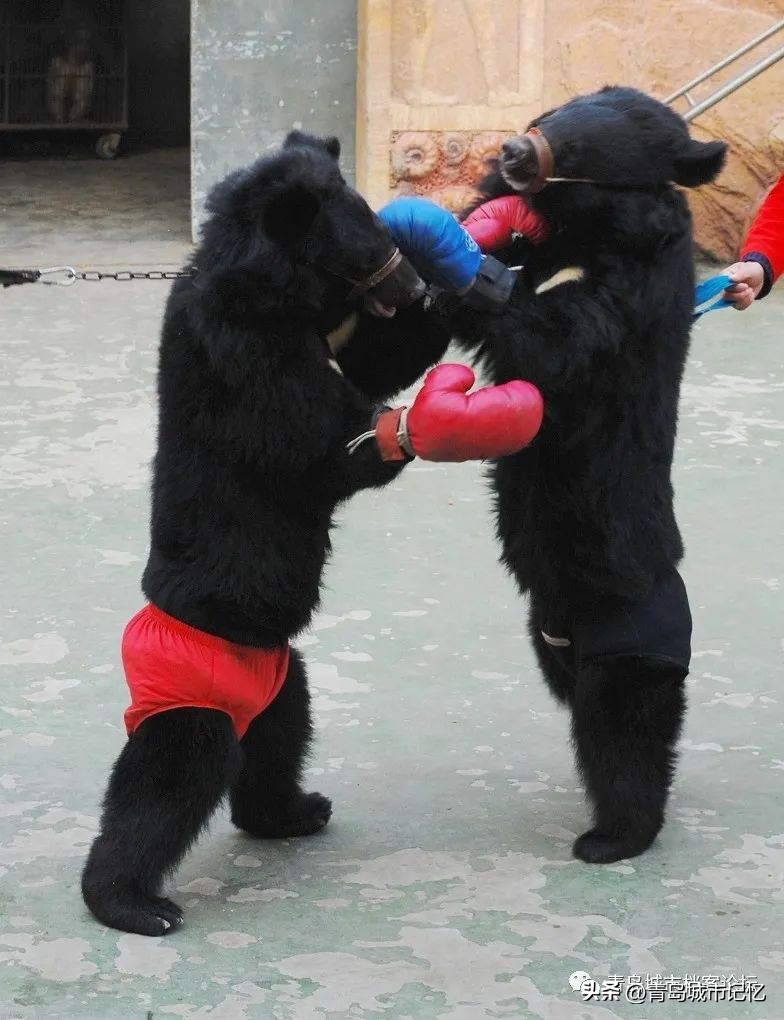 消失的青岛雨林谷,还记得可爱的小老虎吗?