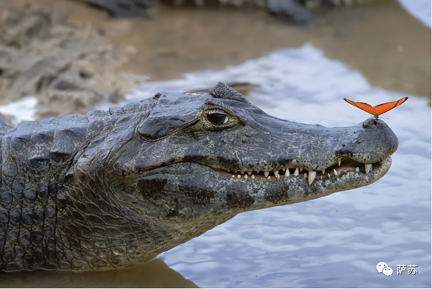韩愈是怎么赶走鳄鱼的,韩愈写给鳄鱼的话