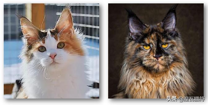 缅因库恩猫银虎斑,缅因猫浅银虎斑