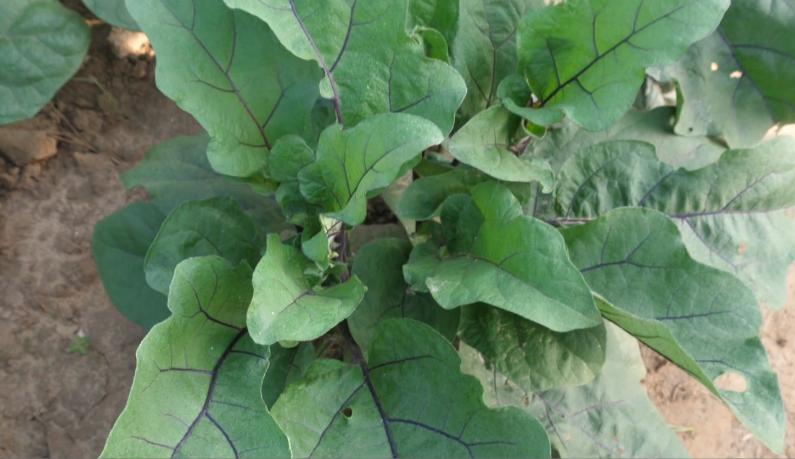 茄子长势好视频,茄子生长注意事项