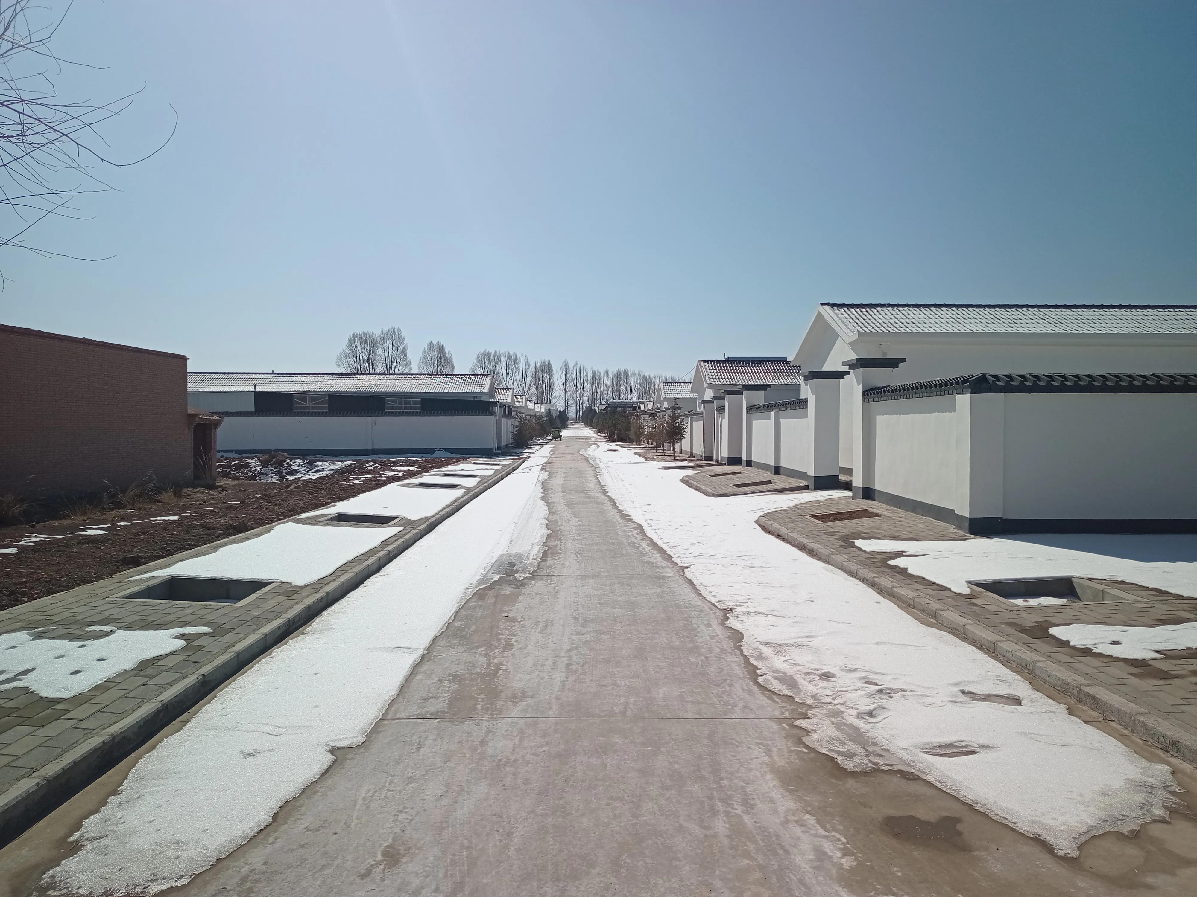 未来养羊和养牛哪个更有前途,新手创业选择养牛还是养羊合适