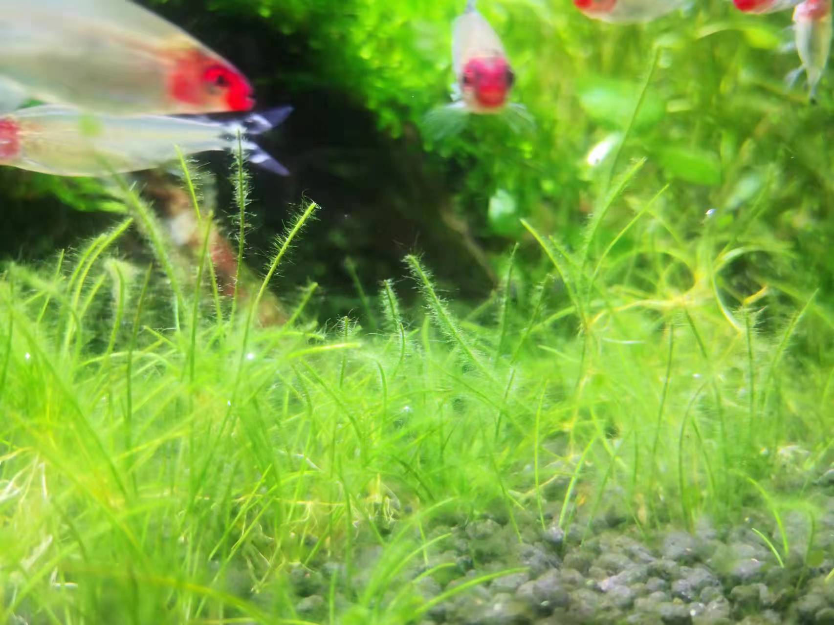 七彩水草缸怎么抑制藻类,水草缸怎么治疗水霉